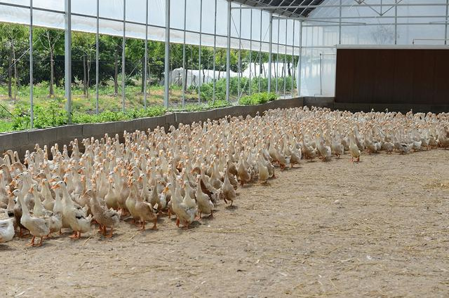 陜西大型養(yǎng)殖大棚