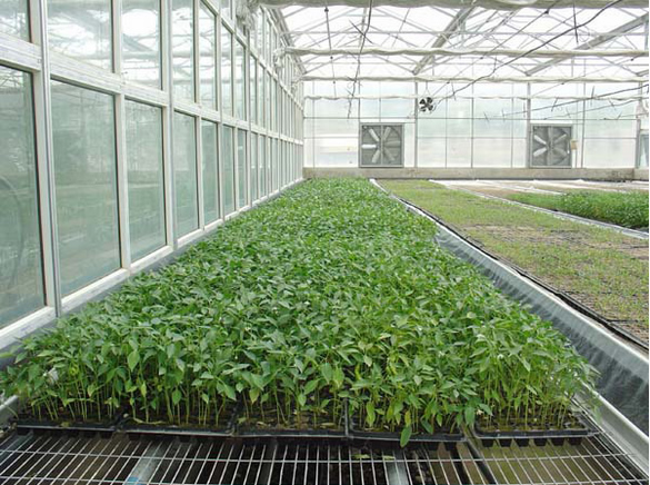 陜西育苗大棚安裝 陜西育苗大棚安裝