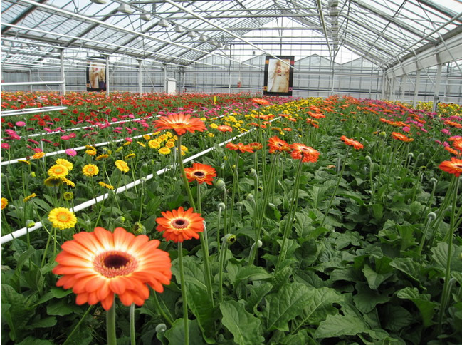 陜西溫室大棚 陜西溫室大棚